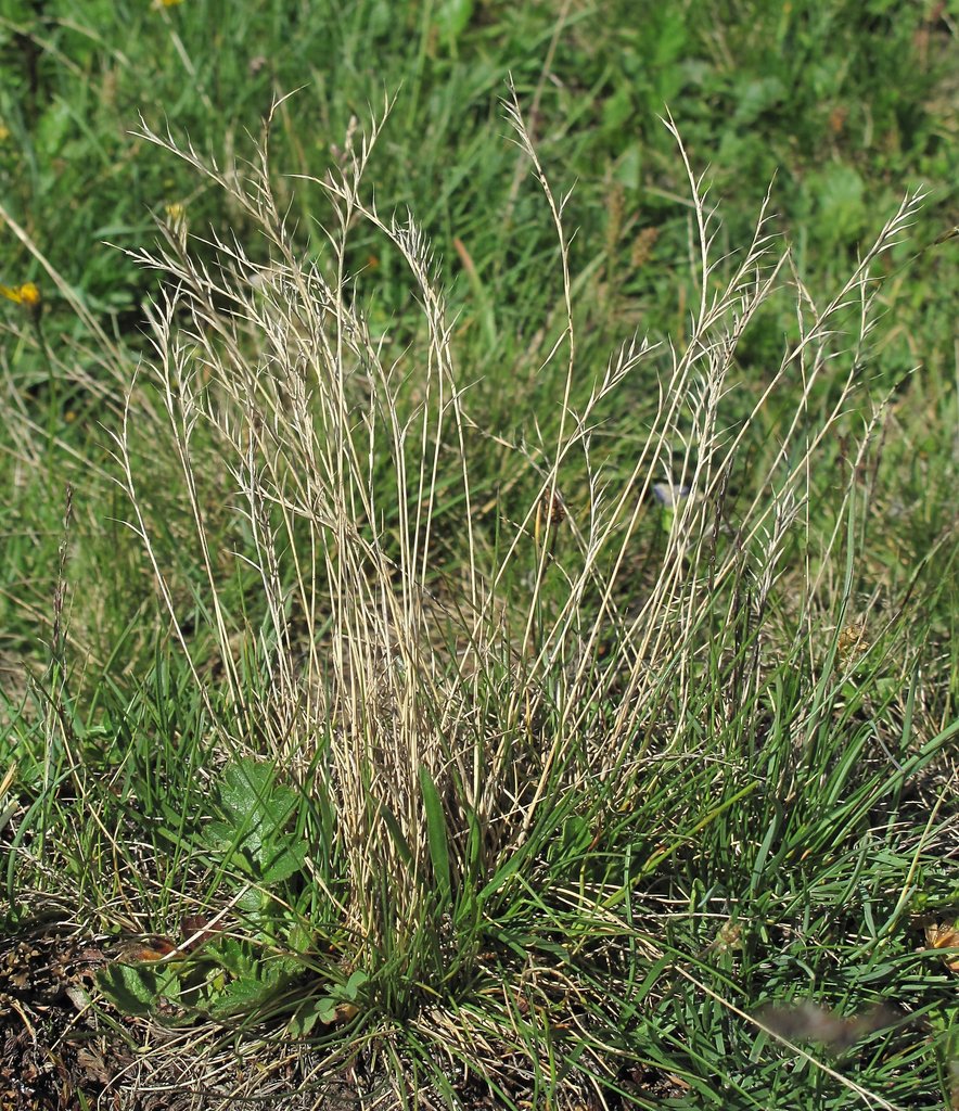 Nardus stricta